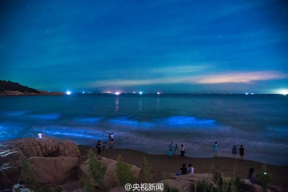 同级别的犬科动物总是输给猫科吗?知识星球平台,深度分享学习经验